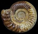 Wide Jurassic Ammonite Fossil - Madagascar #59614-2